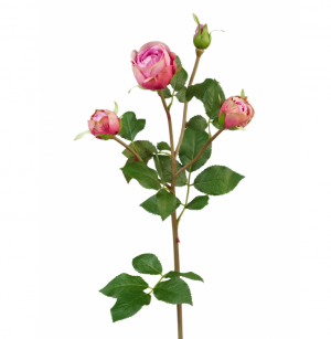 Роза Пале-Рояль ветвь малиново-розовая в-57 см 3цв, 1бут 12/60 30.0613112FU