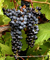 Виноград Фронтиньяк   в горшке 8 см