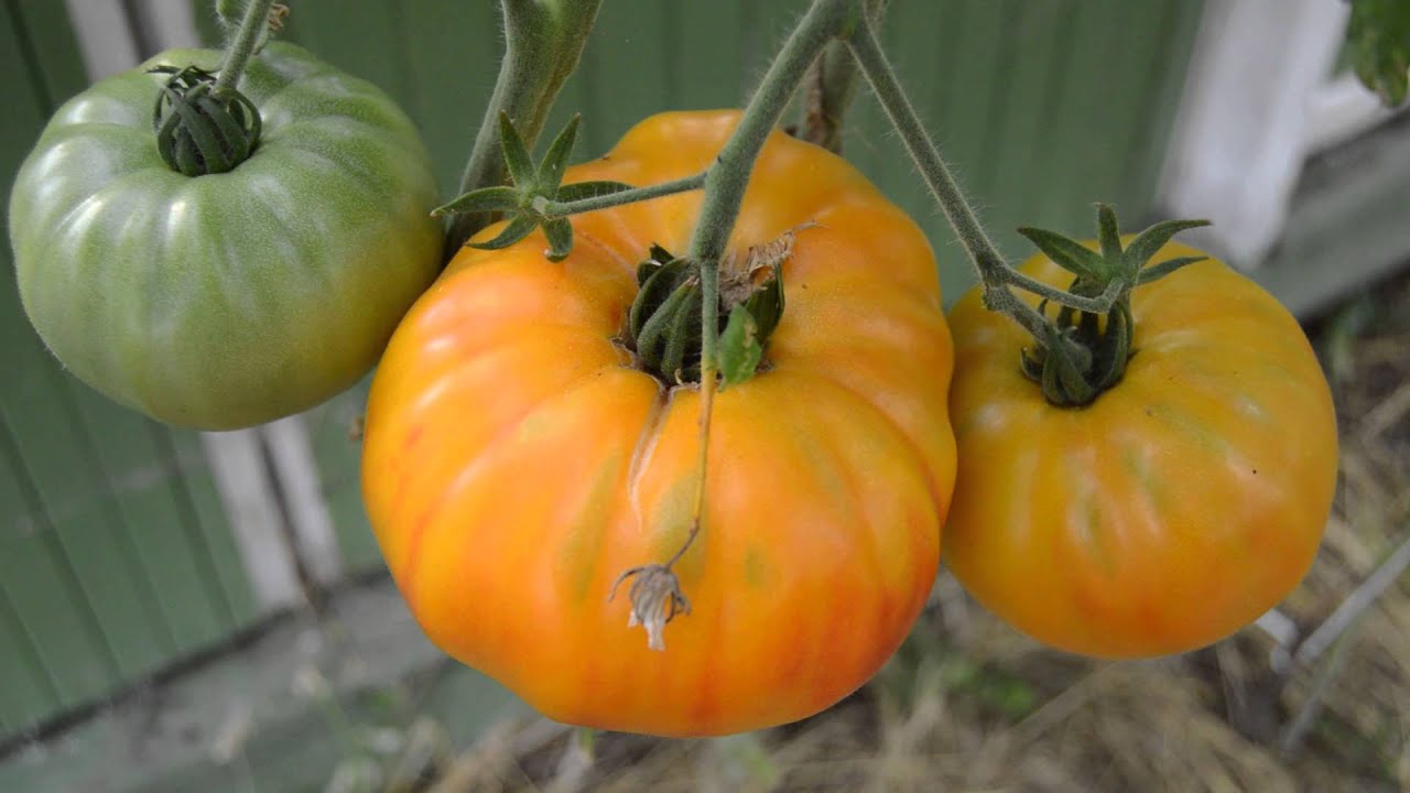 Рассада Томат "Грейпфрут" сорт среднеспелый, индетерминантный, оранжевый, d-5 см