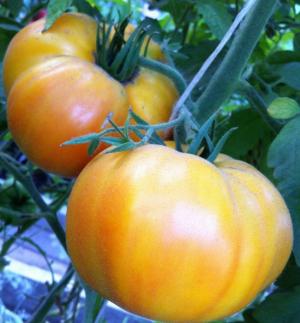 Рассада Томат "Грейпфрут" сорт среднеспелый, индетерминантный, оранжевый, d-5 см
