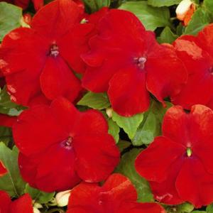 Рассада однолетних цветов Бальзамин Уоллера красный в горшке d-12 см