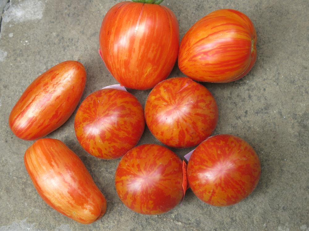 Рассада Томат "Эльберта персиковая" сорт среднеспелый, индетерминантный, оранжевый, d-5 см