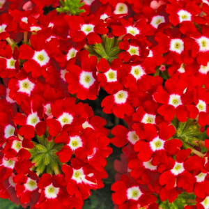 Вербена крупноцветковая красная с белым глазком в горшке d-9 см