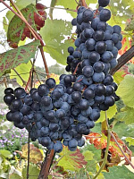 Виноград Юодупе   в горшке 8 см