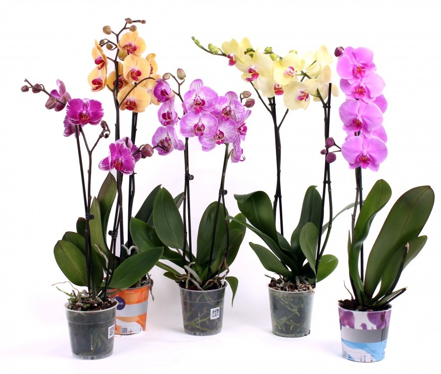 Где Купить Орхидеи Недорого В Туле