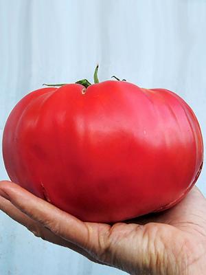Рассада Томат "Мамонт гигант" сорт с самыми крупными плодами, среднеспелый, индетерминантный, красный, d-5 см