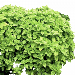 Орегано Aureum Green (Ореум Грин) в горшке д-9 см