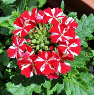 Вербена крупноцветковая красная с белой звездой в горшке d-9 см
