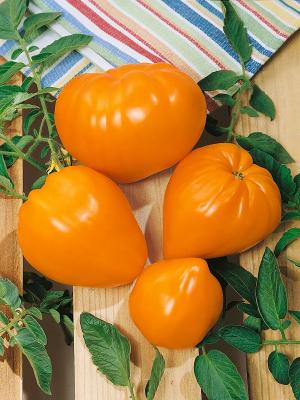 Рассада Томат "Оранжевое сердце"сорт среднеспелый, индетерминантный, d-5 см