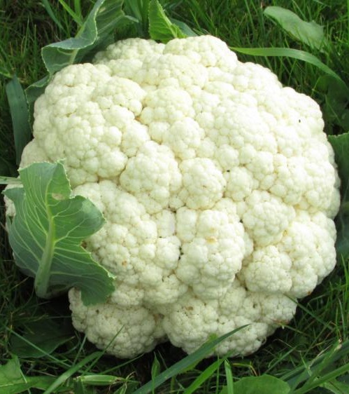 Рассада Капуста цветная Гарантия в кассете Е6 шт