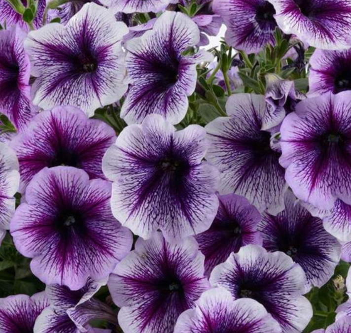 Рассада однолетних цветов Петуния простая капелла фиолетовая в кассете 6 шт