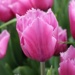 Букет из розовых бахромчатых тюльпанов 9 шт