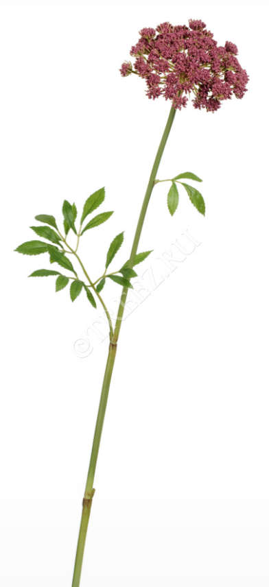 Анна Королевская светло-бордовая в-62 см, д-11 см 12/120 30.0617209LBR