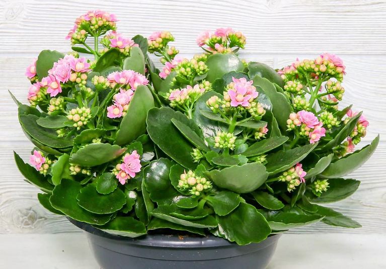 Kalanchoe С†РІРµС‚РѕРє ikea