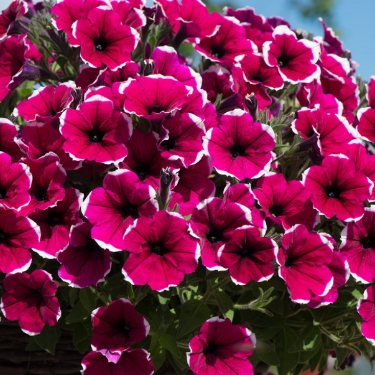 Рассада однолетних цветов Петуния простая малиновая с белым в кассете 6 шт