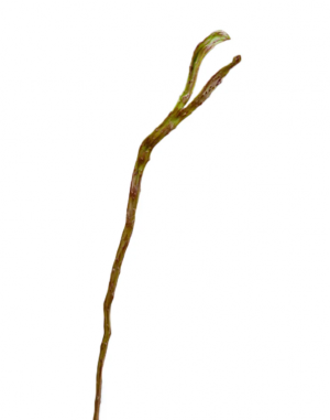 Ветка Салекса зелёно-коричневая (два уса) в-70 см, ш-1,1- 2,3 см 12/144 30.0613218