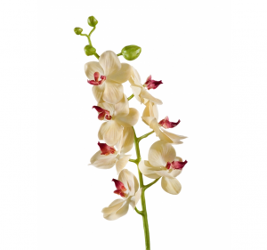 Орхидея Фаленопсис Элегант бледно-золотист. с бордо в-70 см 7 цв,4бут 12/84 30.0611087YL