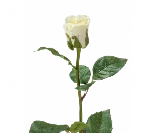 Роза Анабель бело-зелёная в-52 см, в-4,д-3 см 12/144 30.03110133LGLY