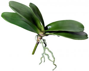 Листья Орхидеи Фаленопсис большие д-38 см с корнями (5 листов в-14 см) 12/36 30.0616193
