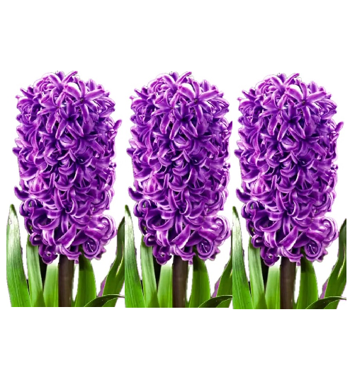 Гиацинт пурпурный в горшке 3 луковицы