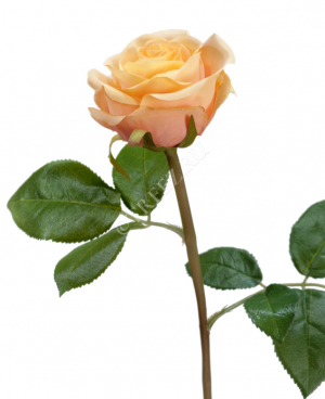 Роза Флорибунда Мидл крем-персик в-34 см д-8 см 24/144 30.0611075OCR