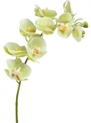 Орхидея Фаленопсис св.лайм ветвь 74 см 9цв3бут 12/48 30.0614166LYG