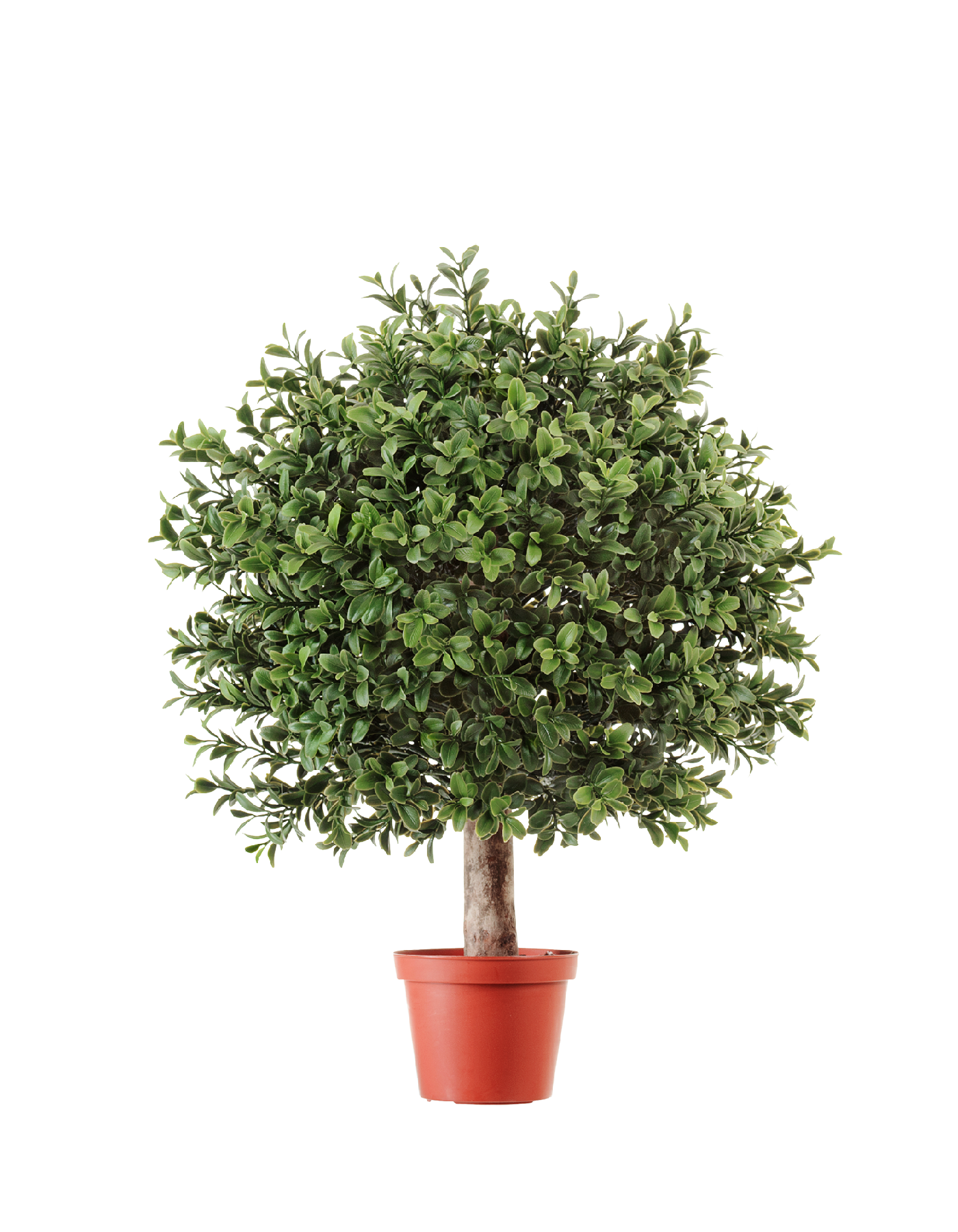 Самшит Шар уличный новый в-45, д-30 см 6/12 10.44530N