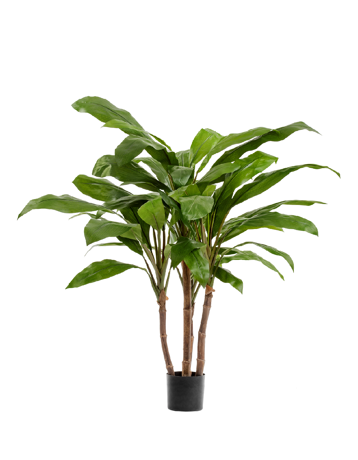 Кордилина зелёная крупнолистная на стволах в-100 см (4 ствола) 2/2 10.1006N