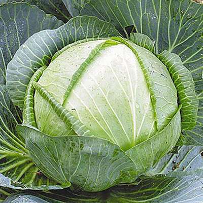 Рассада Капуста белокочанная Белорусская 455 среднеспелая в кассете Е6 шт