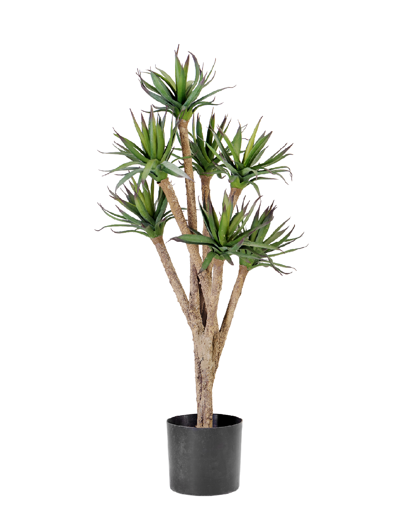 Агава в-70 см 2/2 10.40402N