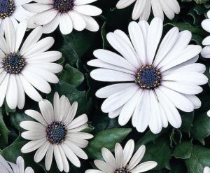 Рассада однолетних цветов Остеоспермум крупноцветковые белый в горшке d-12 см