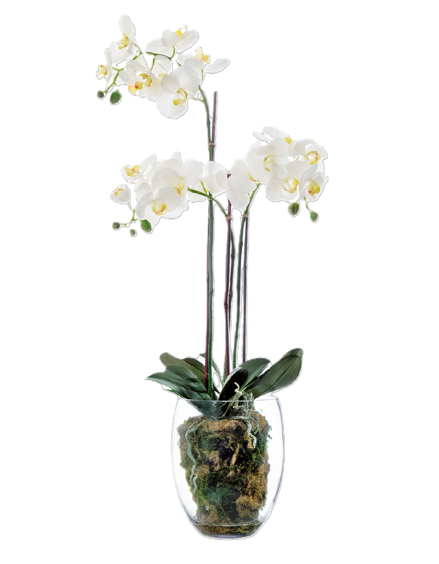 Орхидея Фаленопсис белая куст 85 см 3 ветви в стекл.вазе с мхом, корнями, землёй 1/1 10.0611066WHGL85