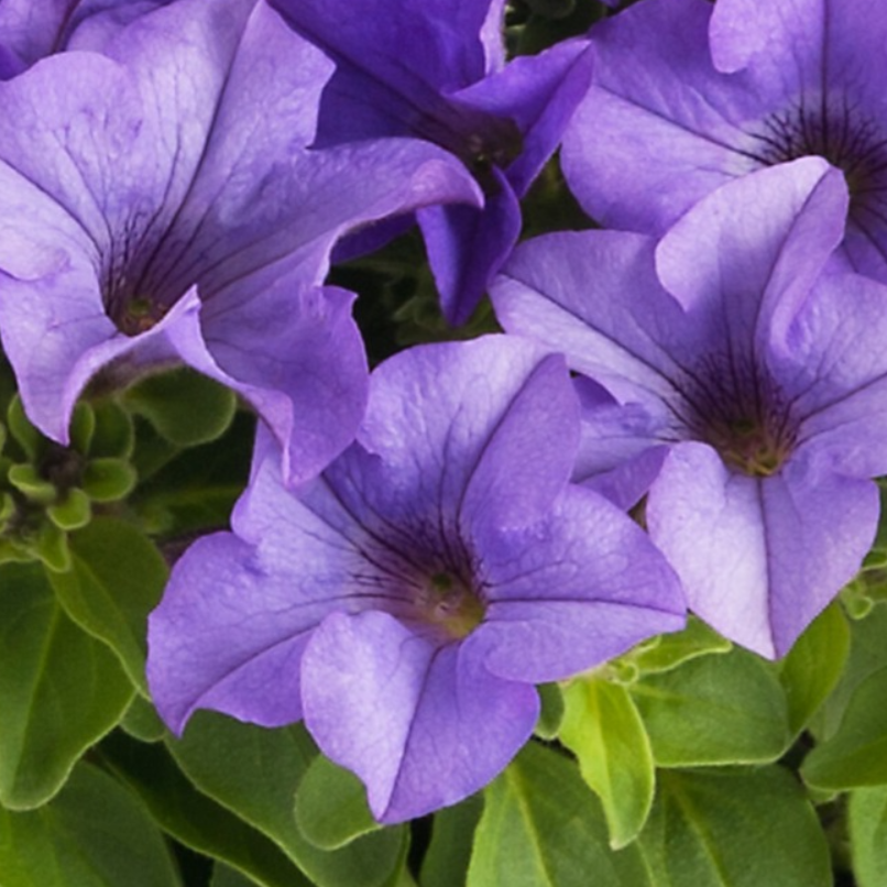 Рассада однолетних цветов Петуния простая сиреневая в кассете 6 шт