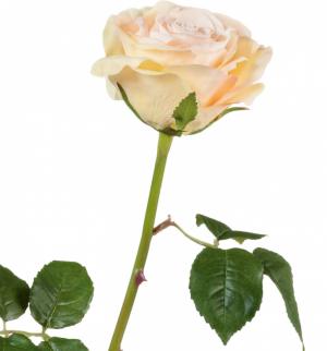 Роза Верди нежно-персиковая с нежно-розовым в-58 см бутон в-7,д-10 см 12/72 30.03150253PK