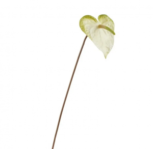 Антуриум бело-зелёный (цветок 11х14 см) в-53 см 12/96 30.11170006WHG