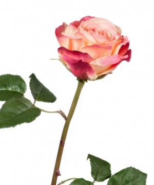 Роза Верди нежно-персиковая с малиновым в-58 см бутон в-7,д-10 см 12/72 30.03150253YPK