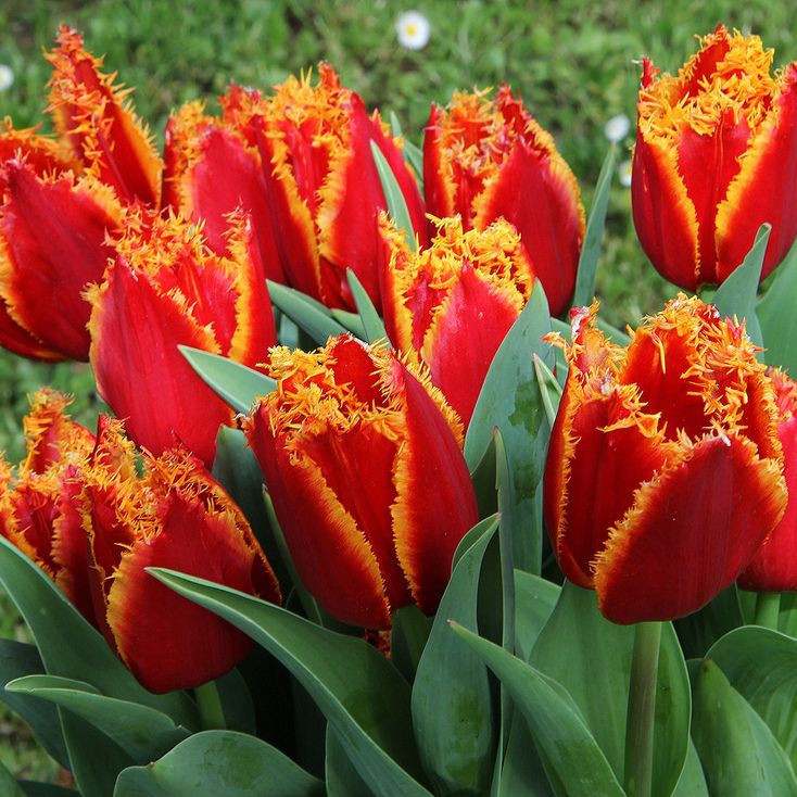 Букет из тюльпанов красный с оранжевым (Бахромчатый) 9 шт
