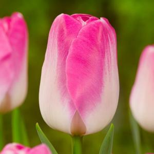 Букет из тюльпанов белый с розовым 9 шт