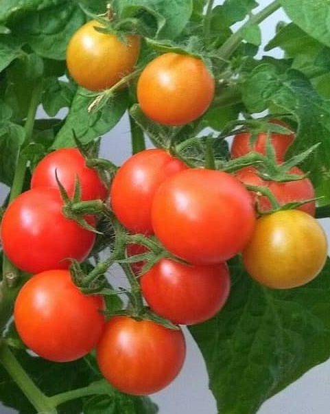 Рассада Томат Красная Шапочка сорт раннеспелый, детерминантный d-5 см