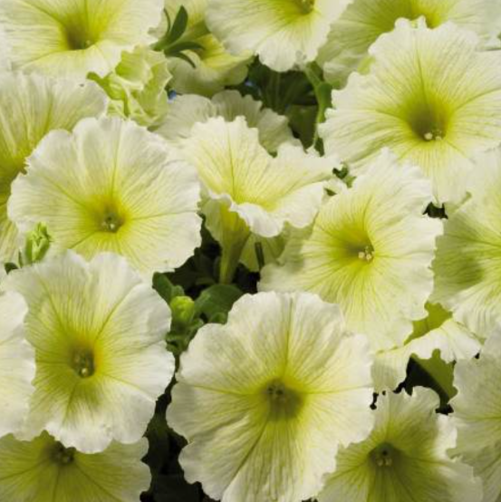 Рассада однолетних цветов Петуния простая желтая в кассете 6 шт