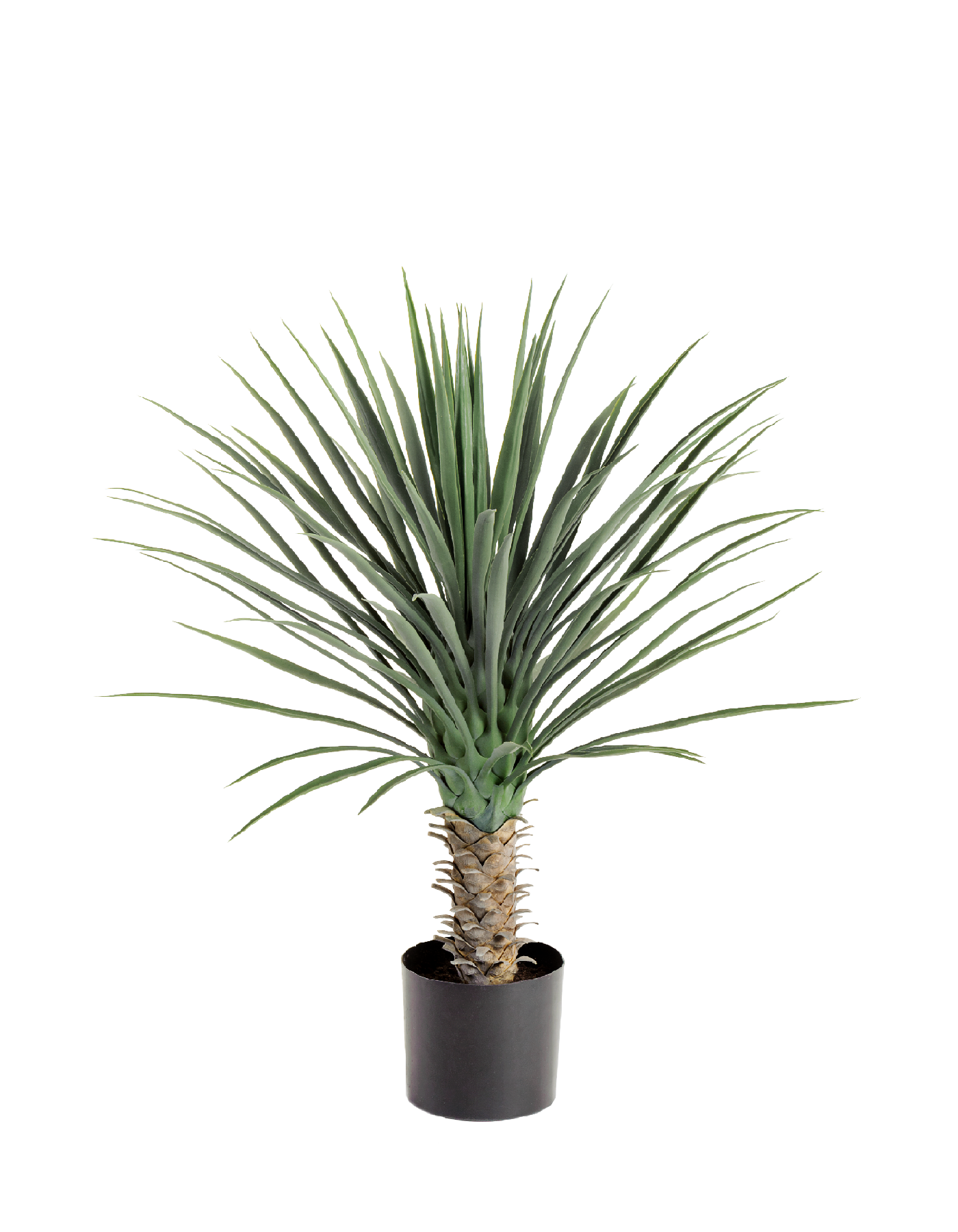 Юкка Рострата куст 80 см 2/2 10.47902N