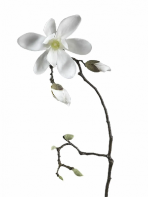 Магнолия белая ветвь в-75 см, цветок д-20 см, 2 бут 12/48 30.0613152