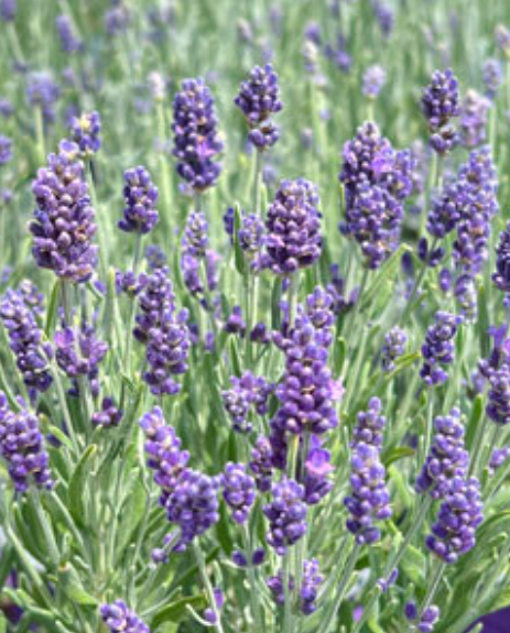 Лаванда узколистная «Хидкот Блю» (Hidcote Blue) С1.5