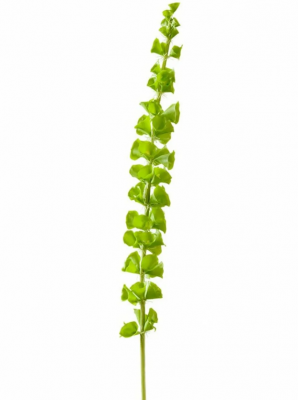 Молюцелла зелёная (Ирландский колокольчик) в-82 см 6/96 30.0610022GR