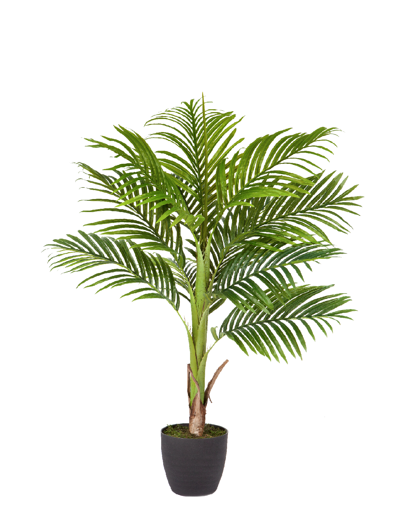 Пальма Арека Бетель в-110 см (Sensitive Botanic) (1 ствол, 11 листьев) 2/2 10.071406