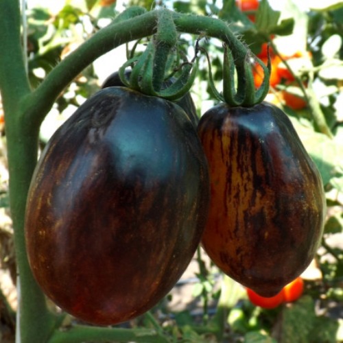 Рассада Томат Гаргамель сорт раннеспелый, индетерминантный, черный, d-5 см