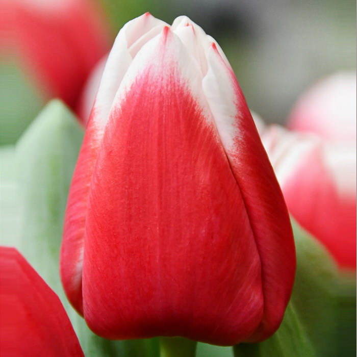 Тюльпан красный с белой каймой фото