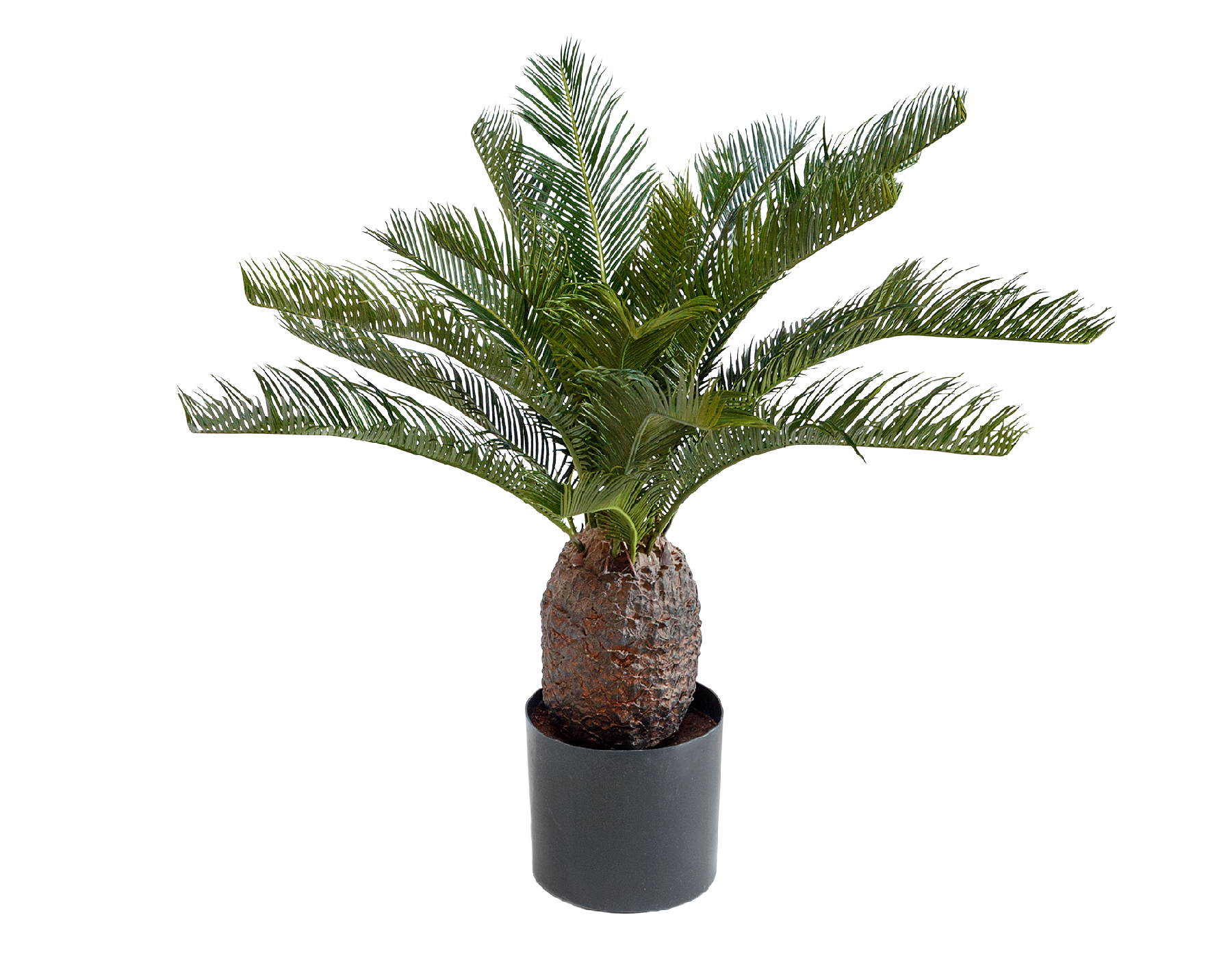 Пальма Цикас 65 см (19 веток) 2/4 10.1525N