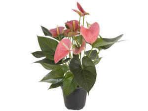 Комнатное растение Антуриум андрианум Ариса розовый в горшке 17 см