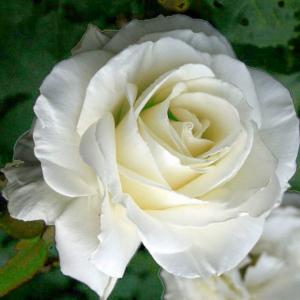 Роза чайно-гибридная Айсленд в горшке 2,1 л